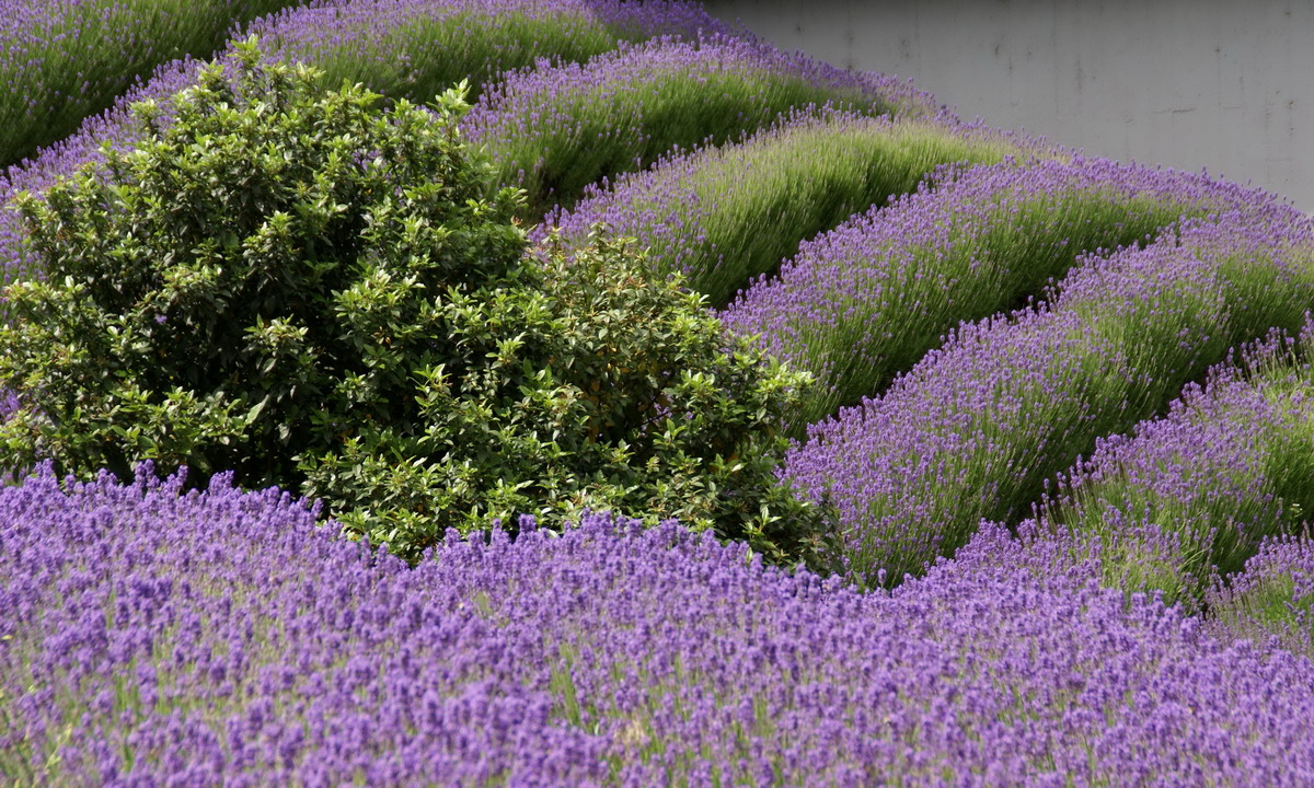 راهنمای نگهداری و پرورش گل و گیاهان زینتی - اسطوخودوس دارویی